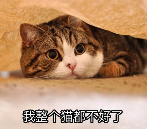娱乐吃瓜酱猫妈